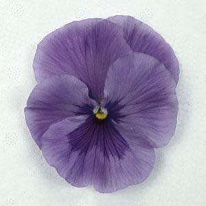 PANSY SEEDS PROMISE LILAC SHADES - 10 PANSY SEEDS