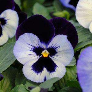 PANSY SEEDS PROMISE MOONLIGHT - 10 PANSY SEEDS