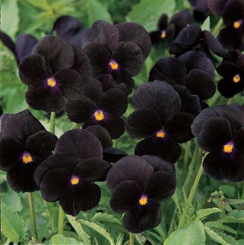 VIOLA SEEDS SORBET BLACK DELIGHT - 10 PERENNIAL VIOLA SEEDS