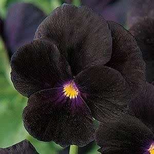 VIOLA SEEDS SORBET BLACK DELIGHT - 10 PERENNIAL VIOLA SEEDS