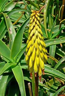 ALOE SEEDS STRIATULA - 20 ALOE SEEDS