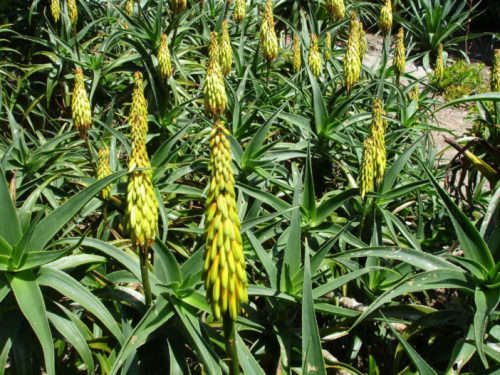 ALOE SEEDS STRIATULA - 20 ALOE SEEDS