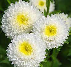 ASTER SEEDS MATSUMOTO WHITE - 50 ASTER SEEDS