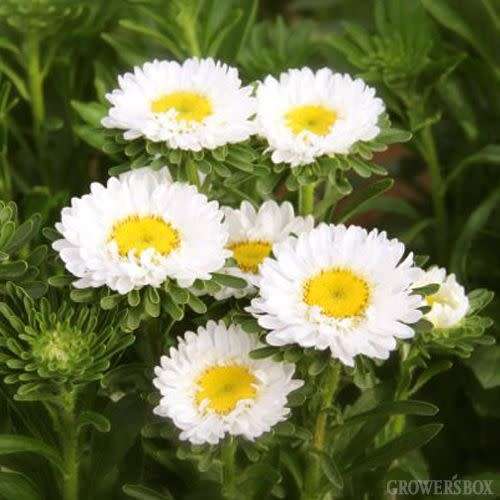 ASTER SEEDS MATSUMOTO WHITE - 50 ASTER SEEDS