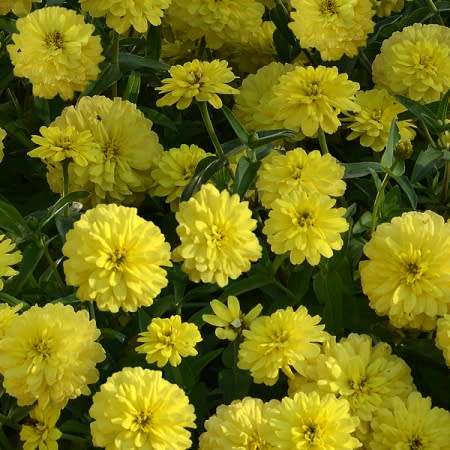 ZINNIA SEEDS ZAHARA DOUBLE YELLOW - 10 ZINNIA SEEDS