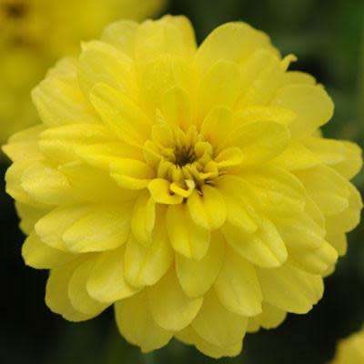 ZINNIA SEEDS ZAHARA DOUBLE YELLOW - 10 ZINNIA SEEDS