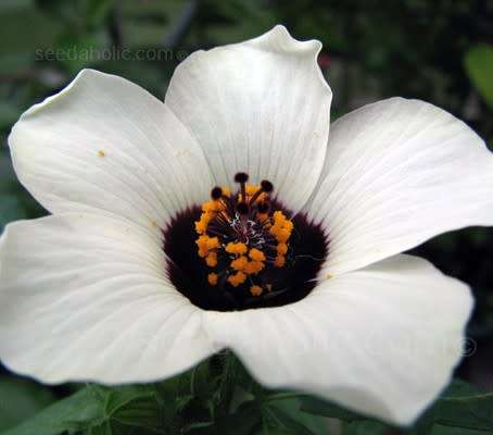 HIBISCUS SEEDS TRIONUM -10 INDIGENOUS HIBISCUS SEEDS