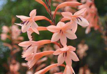 WATSONIA SEEDS TABULARIS - 10 WATSONIA SEEDS