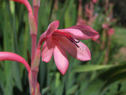 WATSONIA SEEDS TABULARIS - 10 WATSONIA SEEDS
