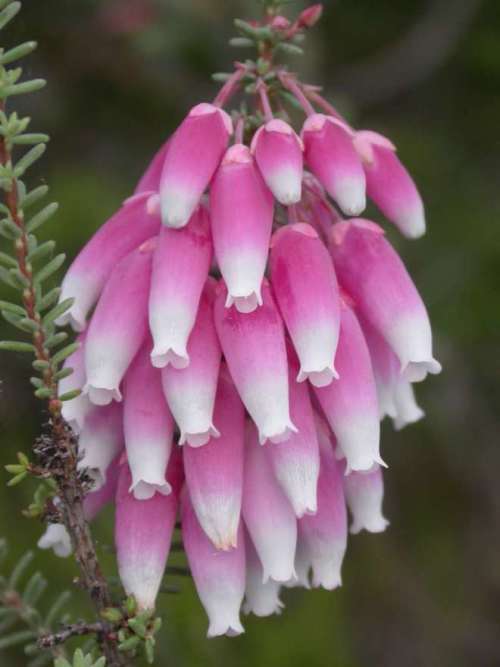 ERICA SEEDS BAUERI - 10 ERICA SEEDS