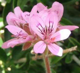 Geranium Seeds Rose Scented Capitatum - 10 Geranium Seeds