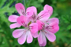 Geranium Seeds Rose Scented Capitatum - 10 Geranium Seeds