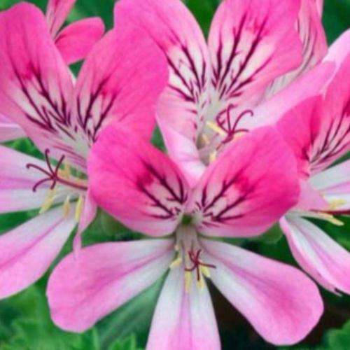 Geranium Seeds Rose Scented Capitatum - 10 Geranium Seeds