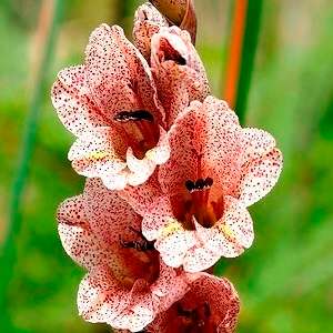 GLADIOLUS SEEDS DENSIFLORUS - 10 GLADIOLUS SEEDS
