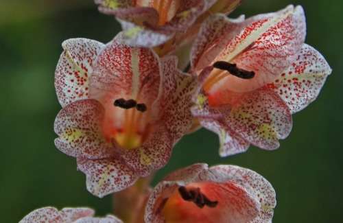 GLADIOLUS SEEDS DENSIFLORUS - 10 GLADIOLUS SEEDS