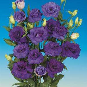 Lisianthus Seeds Abc Blue - 10 Lisianthus Seeds
