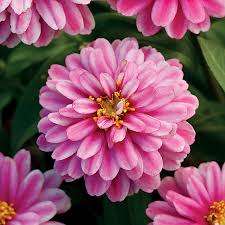 ZINNIA SEEDS ZAHARA DOUBLE RASPBERRY RIPPLE - 10 ZINNIA SEEDS