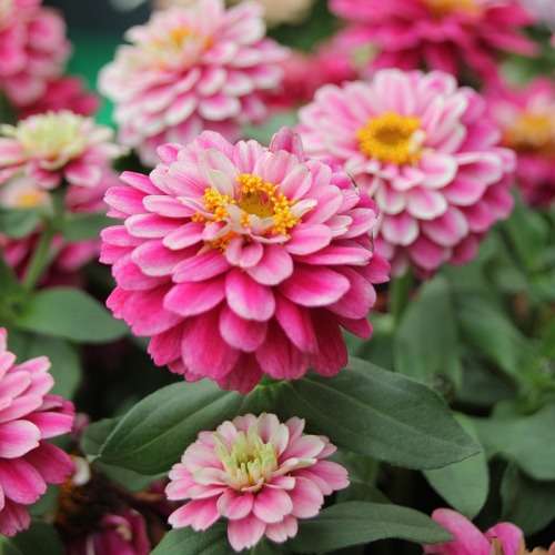 ZINNIA SEEDS ZAHARA DOUBLE RASPBERRY RIPPLE - 10 ZINNIA SEEDS