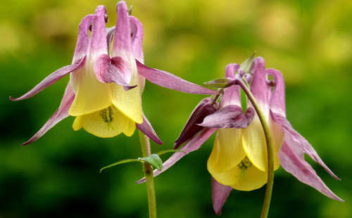 AQUILEGIA SEEDS OXYSEPALA - 10 AQUILEGIA SEEDS