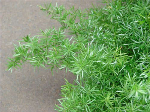 ASPARAGUS DENSIFLORUS "MAZEPPA" - INDIGENOUS - 10 ASPARAGUS SEEDS