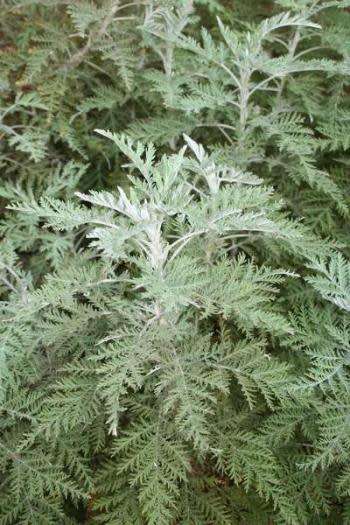 ARTEMESIA AFRA - INDIGENOUS HERB - 10 ARTEMESIA SEEDS