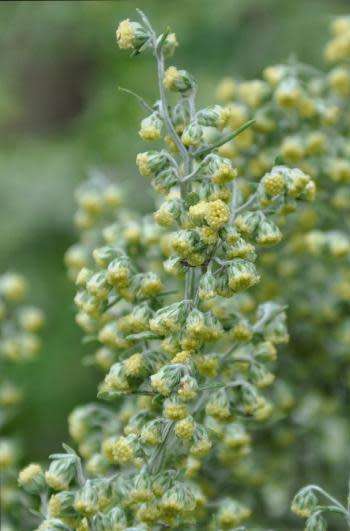 ARTEMESIA AFRA - INDIGENOUS HERB - 10 ARTEMESIA SEEDS