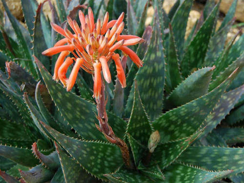 ALOE SEEDS MACULATA SOAP ALOE - 10 ALOE SEEDS
