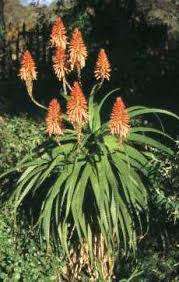 ALOE SEEDS PLURIDENS FRENCH ALOE - 10 ALOE SEEDS