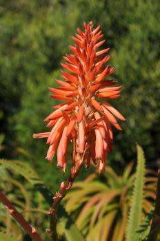 ALOE SEEDS PLURIDENS FRENCH ALOE - 10 ALOE SEEDS