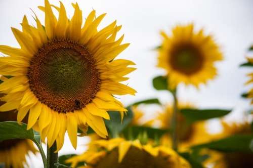 SUNFLOWER SEEDS CARMEL - 100 SUNFLOWER SEEDS