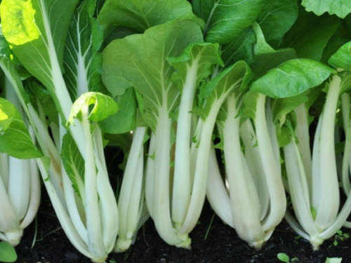Pak Choi Seeds - 200 Pak Choi Seeds