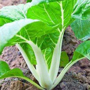 Pak Choi Seeds - 200 Pak Choi Seeds