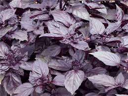 Basil Seeds Dark Opal - 50 Basil Seeds