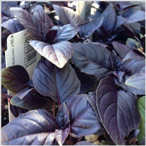 Basil Seeds Dark Opal - 50 Basil Seeds
