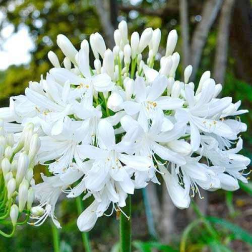 Agapanthus Seeds Tall White - 10 Agapanthus Seeds