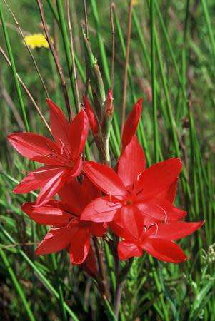 RIVER LILY SEEDS - 10 HESPERANTHA COCCINEA SEEDS