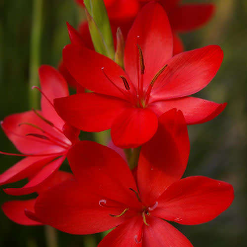 RIVER LILY SEEDS - 10 HESPERANTHA COCCINEA SEEDS