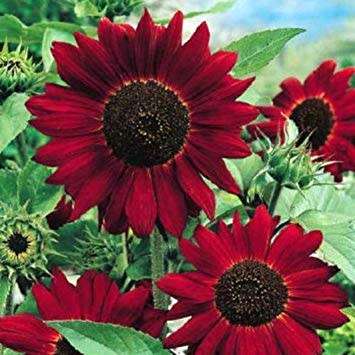 Sunflower Seeds Red Sun - 50 Helianthus Seeds