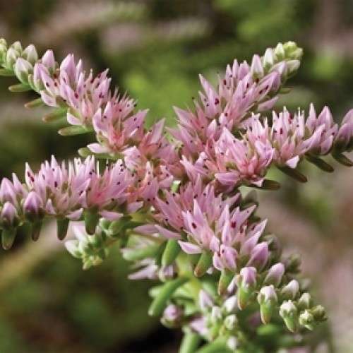 SEDUM SEA STAR - 20 SEDUM SEEDS