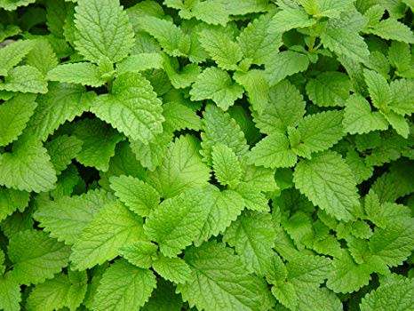 Lemon Balm Herb 50 Seeds