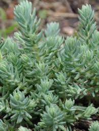 SEDUM SILVER FROST - 20 SEDUM SEEDS