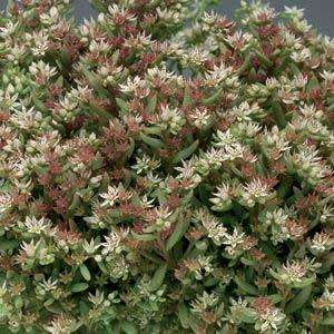 SEDUM SILVER FROST - 20 SEDUM SEEDS