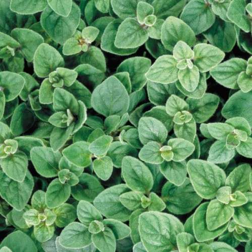 Oregano Seeds Greek Oregano - 100 Oregano Seeds