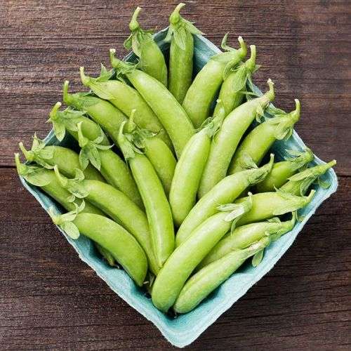 PEA SEEDS SUGAR SNAP CASCADIA - 40 PEA SEEDS