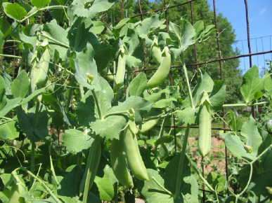 PEA SEEDS SUGAR SNAP CASCADIA - 40 PEA SEEDS