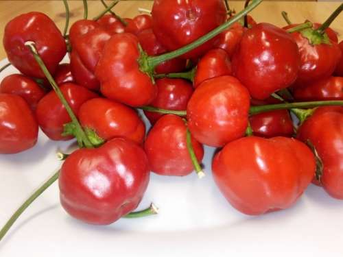 Pickling Pepper - 20 Seeds