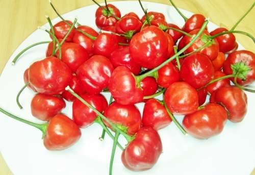 Pickling Pepper - 20 Seeds