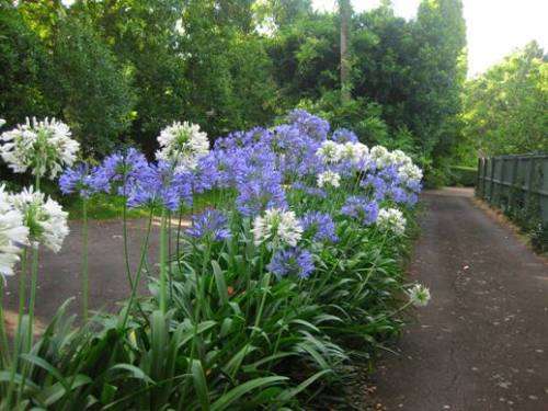 AGAPANHUS SEEDS DWARF MIX - 10 AGAPANTHUS SEEDS