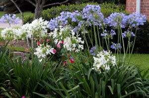 AGAPANHUS SEEDS DWARF MIX - 10 AGAPANTHUS SEEDS