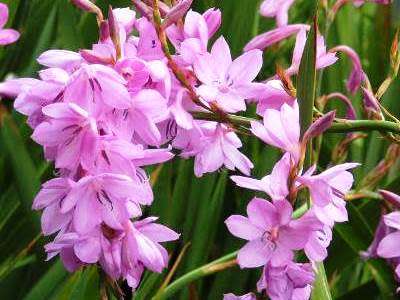 WATSONIA SEEDS MARGINATA - 10 WATSONIA SEEDS